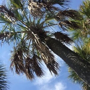 Meet your Posher, Isabel